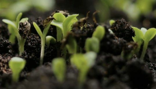 Pflanzen wachsen in Humusboden