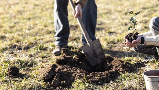 Baum pflanzen Klima retten